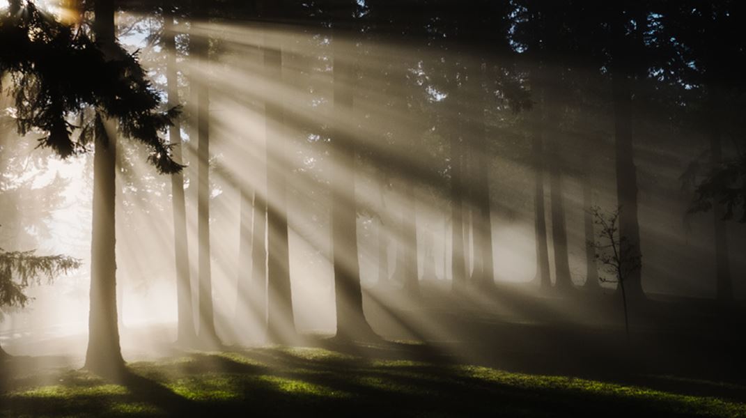 Bild p&#229; gr&#246;nskande skog med ljus mellan tr&#228;den
